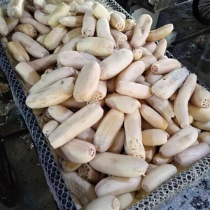 Machine industrielle automatique <span class=keywords><strong>de</strong></span> lavage et <span class=keywords><strong>de</strong></span> pelage <span class=keywords><strong>de</strong></span> manioc, machine <span class=keywords><strong>de</strong></span> nettoyage et <span class=keywords><strong>de</strong></span> pelage <span class=keywords><strong>de</strong></span> patates douces, machine <span class=keywords><strong>de</strong></span> lavage et <span class=keywords><strong>de</strong></span> pelage - Product Image 4
