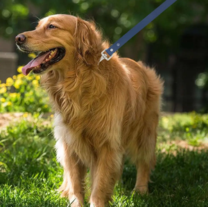 애완 동물 용품 <span class=keywords><strong>PVC</strong></span> 핸즈프리 부드러운 고무 사용자 정의 방수 개 목걸이 가죽 끈 <span class=keywords><strong>PVC</strong></span> 개 목걸이 및 가죽 끈 세트 - Product Image 6