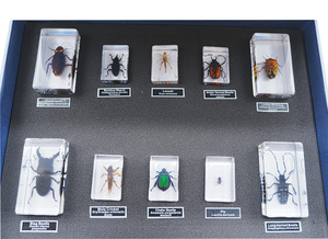 Especímenes de Insectos Reales en Resina, Diez Insectos Dañinos, Educación Científica, Biología - Product Image 2
