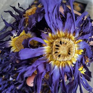 Té de Loto Azul a Granel Estándar Europeo, Flores Completamente Secas, CALIDAD SUPERIOR, Bolsita para Fumar <span class=keywords><strong>Lucid</strong></span> <span class=keywords><strong>Dreaming</strong></span> XANADU, 25g/Paquete - Product Image 5