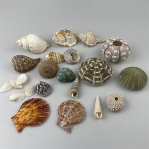 Vỏ sò tự nhiên đầy màu sắc các loại vỏ biển Bộ sưu tập trang trí chủ đề bãi biển - Product Image 4