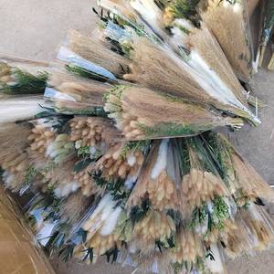 Ensemble de fleurs séchées naturelles (herbe de lapin et herbe de la pampa) avec livraison rapide et rapport d'inspection des plantes disponible. - Product Image 5