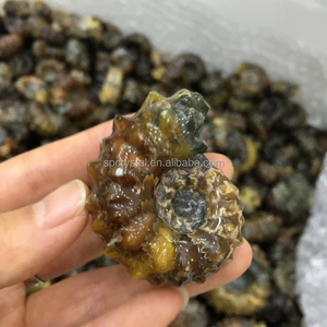 แอมโมไนต์คู่ ฟอสซิลธรรมชาติ ขายส่ง - Product Image 6