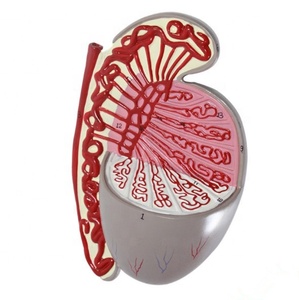 Testicoli umani in PVC ecologico CE/ISO - Product Image 3