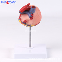 Modèle anatomique de cœur de chien grandeur nature pour dissection, système cardiovasculaire, enseignement vétérinaire, étiquetage, formation en médecine animale