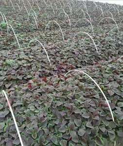 Varillas de fibra de vidrio pultruidas personalizadas para jardín, deportes, agricultura, muebles, acabado liso, aplicación industrial, técnica de moldeo de moldes - Product Image 6