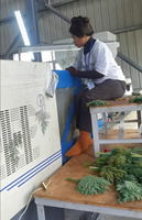 Machine de moulage par injection plastique ZHENHUA 128T pour la fabrication de plantes artificielles décoratives de jardin en plastique à deux couleurs