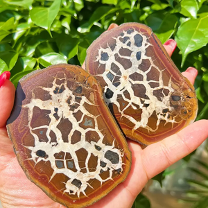 Venta al por Mayor de Rodajas de Septaria de Roca Natural, Patrón de Concha de Tortuga, Fósil Marroquí, Cristal Único para Artesanías - Product Image 1