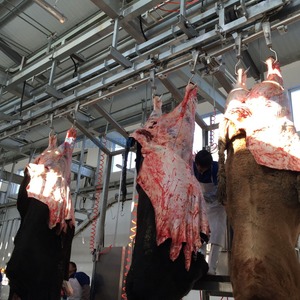 Hoàn thành chế biến thịt bò giải pháp tự động gia súc giết mổ dòng bò giết mổ máy bao gồm cả động cơ bơm gia súc giết mổ - Product Image 4