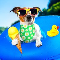 OEM ODM Écharpe de luxe réglable en polyester pour chien et chat Bavoirs imprimés avec logo personnalisé avec matériau en bambou