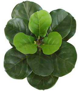 50cm Mini künstlicher Feigen baum Bestseller Fabrik Direkt versorgung für Innendekoration - Product Image 3