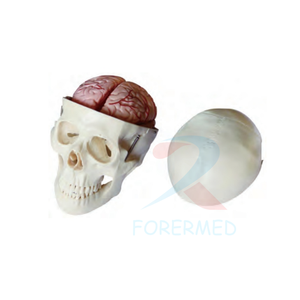 Molde de enseñanza médica Cráneo de tamaño real con músculos pintados <span class=keywords><strong>Huesos</strong></span> de colores Cerebro Cráneo de plástico artificial Modelo de <span class=keywords><strong>esqueleto</strong></span> - Product Image 5