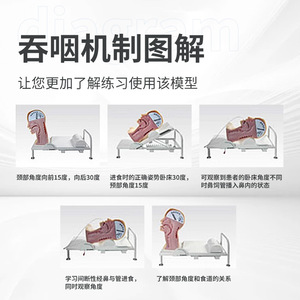 Modèle avancé du mécanisme de mastication ; modèle de démonstration des mécanismes de mastication et de respiration ; mécanisme de mastication humaine - Product Image 5