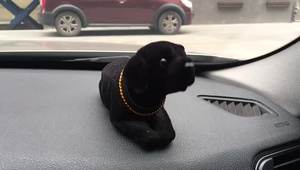 Juguete de <span class=keywords><strong>salpicadero</strong></span> de alta emulación con perro que asiente con cabeza de Labrador para <span class=keywords><strong>coche</strong></span>, oficina y decoración de mesa, regalos únicos para <span class=keywords><strong>coche</strong></span> - Product Image 5