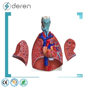 Modèle du système respiratoire humain avec 7 parties amovibles, modèle d'<span class=keywords><strong>anatomie</strong></span> pulmonaire pour démonstration médicale - Product Image 4