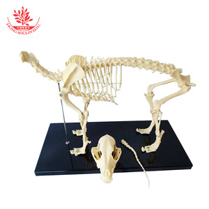 Esqueleto de perro simulado hecho de PVC, móvil, duradero, de plástico beige, material didáctico, modelo de esqueleto de perro grande y pequeño - Product Image 2