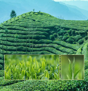 Thé vert frais 2026, thé en vrac pour la réduction <span class=keywords><strong>de</strong></span> la graisse <span class=keywords><strong>et</strong></span> la minceur, rafraîchissant, favorise la digestion, supplément à base <span class=keywords><strong>de</strong></span> plantes antioxydant - Product Image 6