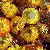 AE-007 Marguerite séchée naturelle préservée, longue durée, pour décoration de mariage et de Noël – Meilleure vente