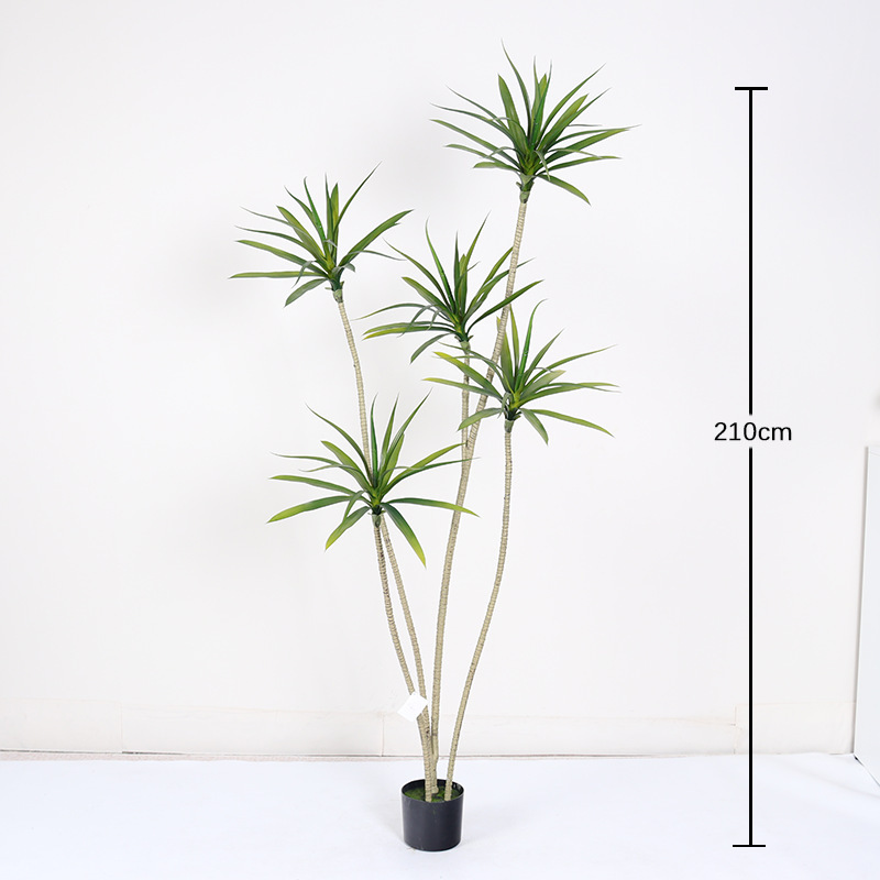 Bois Millénaire de Seconde Génération, 210 cm (5 pièces)