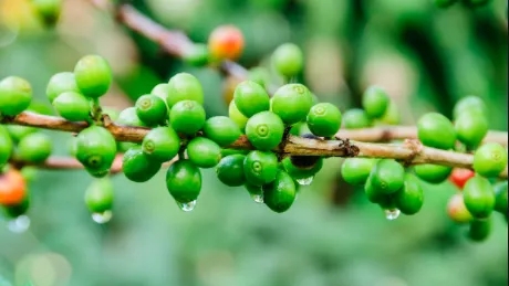 Weight Loss Chlorogenic Acid Powder 50% Green Coffee Bean Extract 2