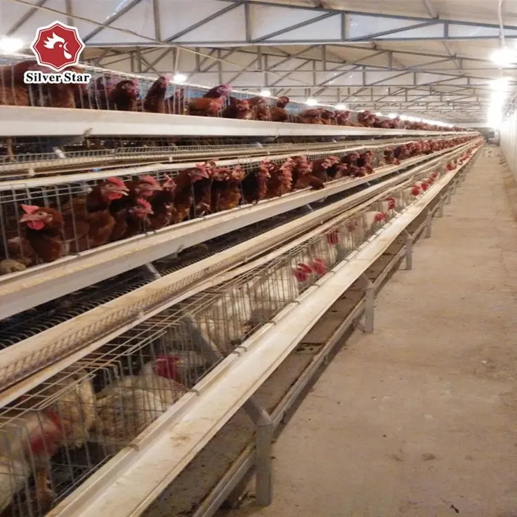 2023 Diskon Besar Peternakan Unggas Ayam Petelur Bekas Lapisan Baterai Kandang Ayam