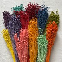 Fleur séchée d'acacia véritable, longue durée, colorée, à branche complète, pour remplissage de boîte cadeau