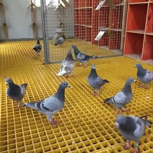 Grilles de sol faciles à <span class=keywords><strong>nettoyer</strong></span> pour colombiers de course, en fibre de verre (FRP) et en PRV moulé, pour fermes et cages à colombages - Product Image 2
