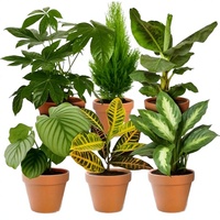 Ensemble de 6 plantes synthétiques Surprise |   Approx. 40-70 cm |   Diamètre du pot : 12-15 cm |   Produits cultivés par des experts pour le bureau à domicile, livraison rapide, vert