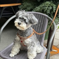 Ensemble de harnais réglable en dentelle pour chien, laisse et collier personnalisables par sublimation, harnais pour chien à enfiler blanc et marron
