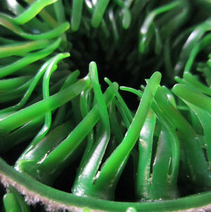 <span class=keywords><strong>Gazon</strong></span> Dreamturf pour l'exploitation minière, <span class=keywords><strong>gazon</strong></span> Dreamturf pour l'exploitation minière - Product Image 6