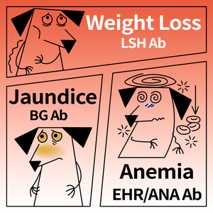 Prueba Rápida Combinada de Alta Precisión para Caninos EHR/LSH/ANA/BG Ab, Kit de Diagnóstico Veterinario para Ehrlichia/<span class=keywords><strong>Leishmania</strong></span>/Anaplasma/Babesia Gibsoni - Product Image 4