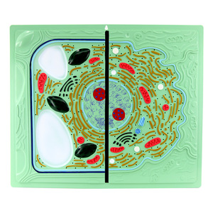 Modèles comparatifs de cellules animales et végétales pour l'enseignement de la biologie au collège et au lycée ; modèles anatomiques d'animaux et de plantes. - Product Image 3