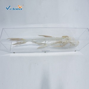 Especímen de esqueleto anatómico de carpa de cabeza grande; esqueleto completo de pez de agua dulce; equipo didáctico para laboratorio universitario. - Product Image 1