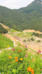 Fabbrica diretta all'ingrosso di legno in fibra di idrosemina materiali per lo sterro prodotti di alta qualità - Product Image 5