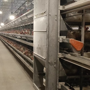 Équipement avicole de biosécurité pour poulaillers à couches avec baffle d'isolation des parasites intégré pour les usines d'œufs industrielles intensives - Product Image 3
