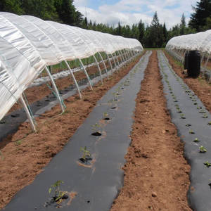 <span class=keywords><strong>Film</strong></span> per Pacciamatura in Plastica 25 Micron, <span class=keywords><strong>Film</strong></span> Perforato per Pacciamatura di Fragole e Cipolle, <span class=keywords><strong>Film</strong></span> Agricolo per Pacciamatura - Product Image 5