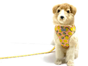 ชุดสายจูงปลอกคอสัตว์เลี้ยงสายจูงแมวและสายจูงสุนัขเชือกหนัง LED แบบยุทธวิธีสายจูงสุนัขแบบปรับแต่งได้ - Product Image 6