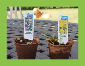 Kit <span class=keywords><strong>de</strong></span> démarrage <span class=keywords><strong>de</strong></span> jardin <span class=keywords><strong>de</strong></span> fleurs <span class=keywords><strong>de</strong></span> papillon plantes sauvages comprenant l'asclépiade Coreopsis Cosmos <span class=keywords><strong>Zinnia</strong></span> pour la culture suspendue au sol - Product Image 6