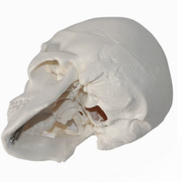Modèle de crâne humain miniature, modèle de squelette anatomique grandeur nature/échelle 1:2 pour l'éducation médicale et la référence artistique
