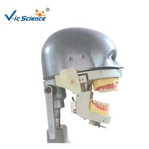 Mannequin dentaire senior avec modèle de torse, simulateur de tête pour la formation dentaire - Product Image 3