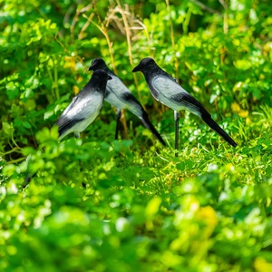 Stroomden Schietende Jacht Op Eksterlokvogel Met Staak - Product Image 3