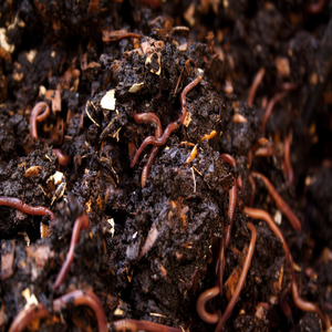 Meilleur fabricant indien de compost organique Verm 1 kg - Qualité supérieure, qualité d'exportation, excellent prix - Product Image 1