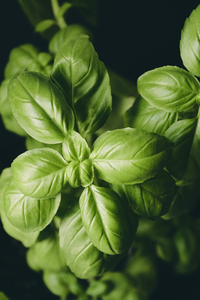Polvo de Hojas de Albahaca Natural, Polvo de Hojas Secas Puro, Ingrediente Vegetal Aromático de Alta Calidad, Rico en Nutrientes, para Cocinar - Product Image 2