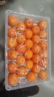 Exportateurs de fruits, fournisseurs de mandarines Wogan fraîches, achat de mandarines Orah biologiques à prix de gros
