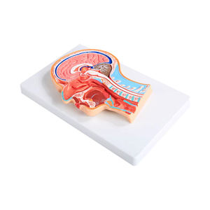 Modèle de <span class=keywords><strong>nerf</strong></span> vascularisé BIX-A1065, mannequin, section sagittale centrale, tête attachée, PVC avancé, taille réelle, toucher réaliste - Product Image 4