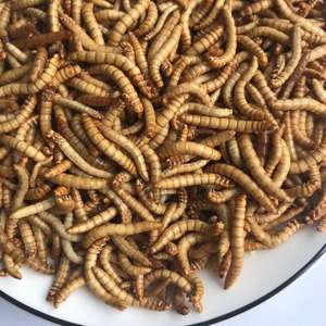 Minhocas secas de refeição congelada, minhocas reptilhas de pássaro, alimentos comestíveis, inseto amarelo, minhoca - Product Image 5