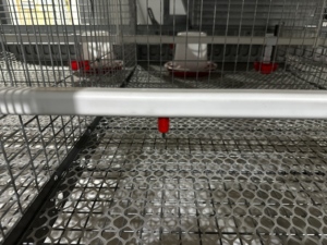 Cage de poulailler HIGHTOP pour poussins d'un <span class=keywords><strong>jour</strong></span> et poulettes, à vendre - Product Image 6