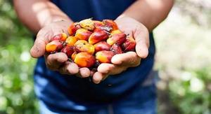 Aceite de Palma Refinado de Exportación India, Aceite Comestible Puro para Cocinar, Hornear e Industria Alimentaria, Disponible al Mejor Precio del Mercado - Product Image 4