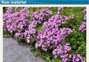 Tomillo, eucalipto, menta, árbol de té, hierba de limón, naranja, limón, canela, cedro, bergamota, vainilla, agujas de pino, aceite esencial de clavo - Product Image 3