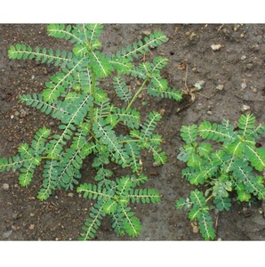 Amla pure Bhumi offrant un soutien naturel à base de plantes pour le bien-être du foie, l'équilibre digestif, la force immunitaire, la détoxification et le quotidien - Product Image 2